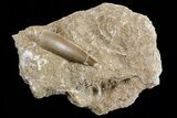 Fossil Plesiosaur (Zarafasaura) Tooth In Sandstone - Morocco #70307-1